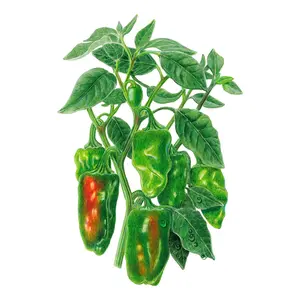 Padron Chile Pepper Seeds