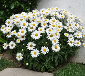 Cottage Farms 3pc White Mountain Shasta Daisies