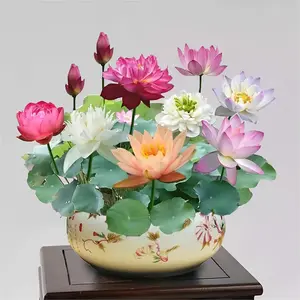 40 Sets Mixed Bonsai Bowl Lotus Seeds - Vibrant Water Lilys Flower Plant for Fresh Gardens - Non-GMO Aquatic Seeds (Mixed Color)