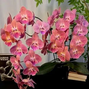 52pcs Dancing Girl Orchid Seed Plant Bonsai Home Garden
