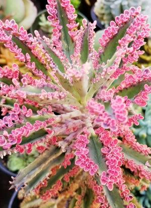 Pink Mother of Thousands Plant - Kalanchoe ‘Pink Butterflies’
