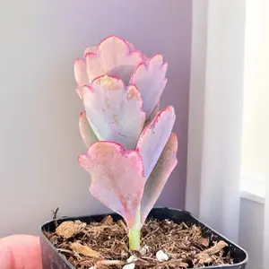 Kalanchoe Fedtschenkoi ‘Lavender Scallops’ – Succulent in Pot – Pink-Edged Leaves – Live Plant':
