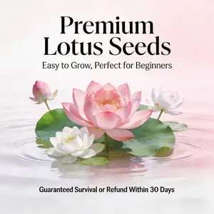 60 lotus seeds, suitable for home and garden planting – perfect for beginner gardeners, easy to grow, and the beautiful lotus flowers are an ideal choice for ponds and water features.