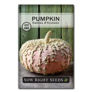 Galeux d'Eysines Pumpkin