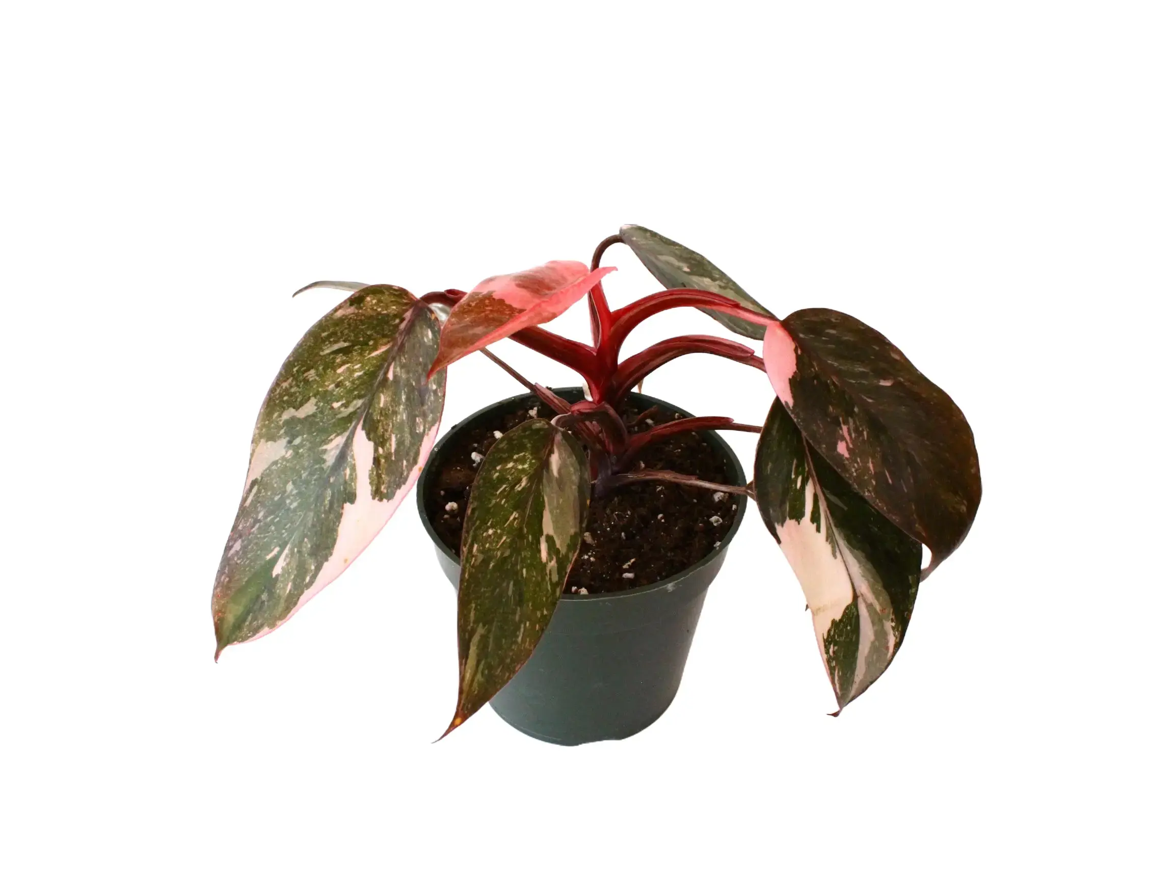 Philodendron Pink Princess Potted Live Plant 4in - Philodendron Erubescens