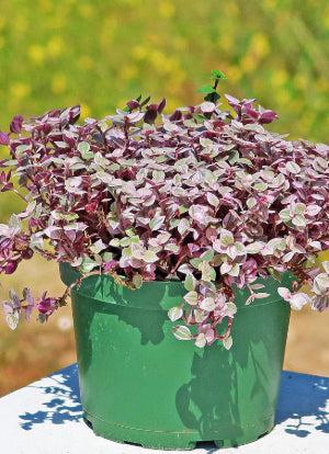 Pink Panther Plant - Tradescantia 'Callisia repens Pink Panther'