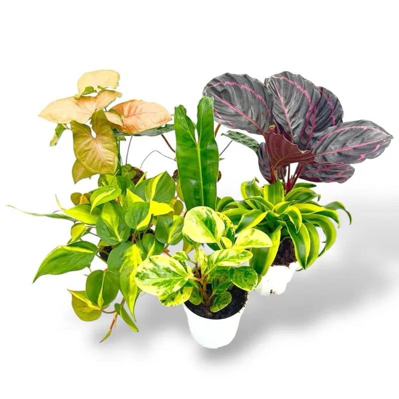 House Plant Box, 4 Inch Pots,  Assorted Live House Plants