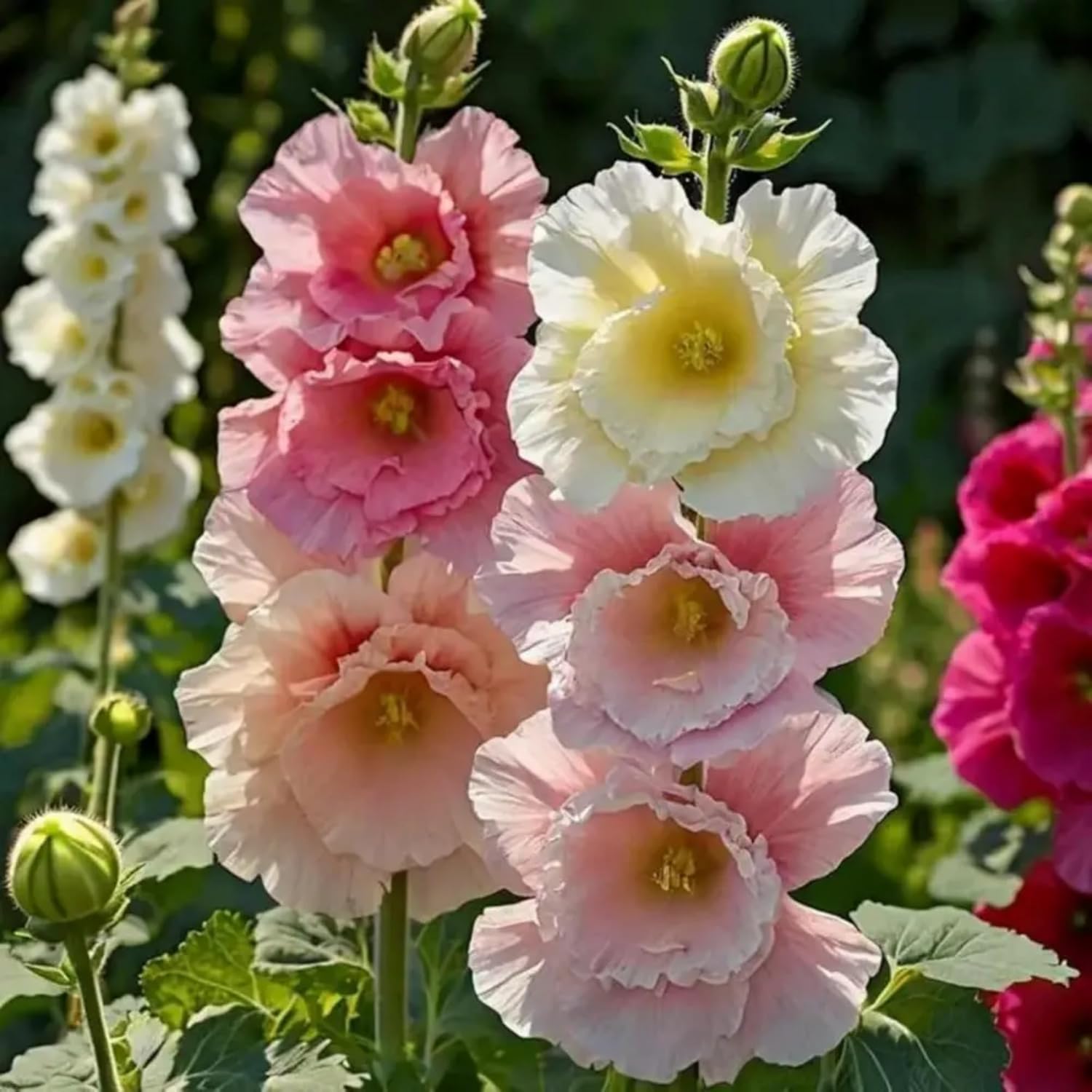 Hollyhock Seed Mix Malva 200 PCS Seeds for Planting Showy Perennial Flower Multicolor Mixture
