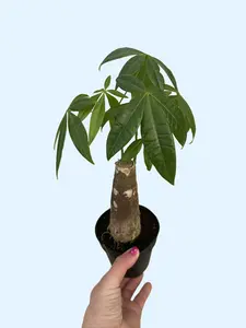 4" Money Tree - Pachira Aquatica - Live Houseplant - Pet Friendly - Easy Care Houseplant