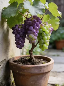 50 Grape Fruit Seeds for Outdoor Garden Growing (Seeds Only)
