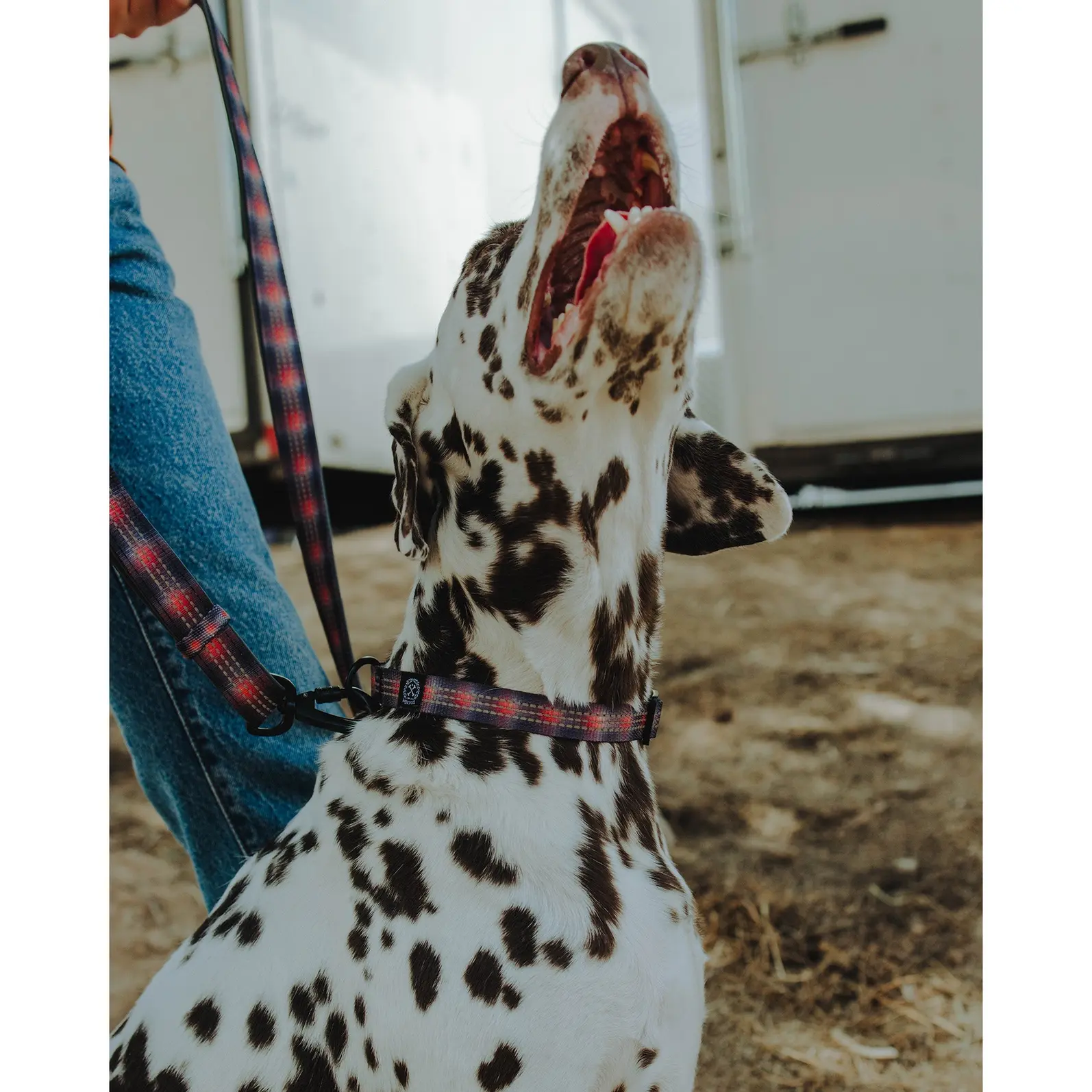 Polyester Dog Collar - Ash