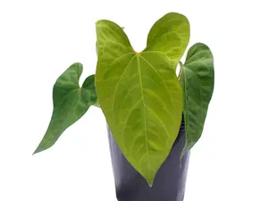 Anthurium forgetii x Anthurium sagittatum 'Big'