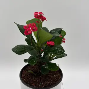 Crown Of Thorns - Euphorbia Milii corona de Cristo 6" pot - Low-Maintenance Season Plant with Beautiful Flowers