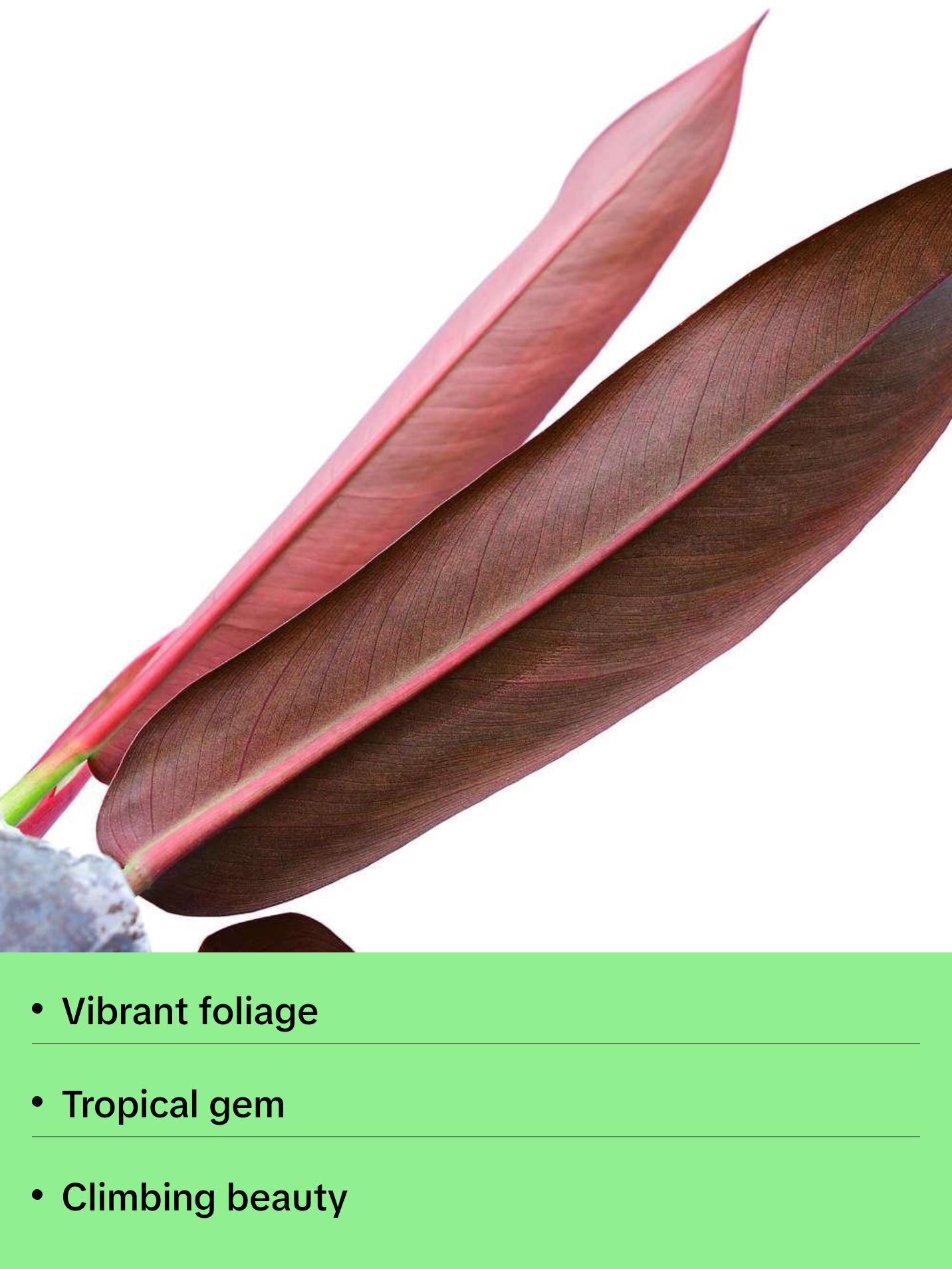 Philodendron bicolor