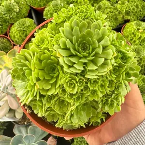 Rosularia Plant Succulent
