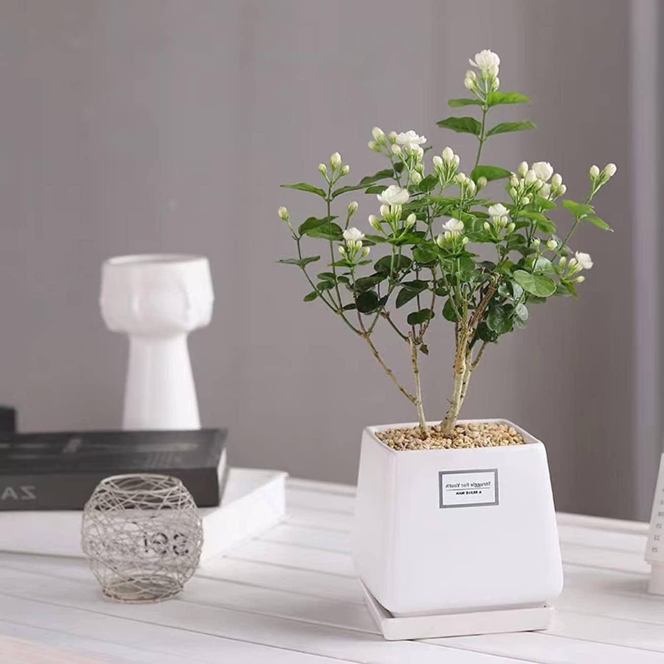 【Buy 2 Get 1 Free】100+ Climbing Jasmine Flower Seeds Fragrant Plant for Planting Garden Home Four Seasons Evergreen Silver Jasmine Garden Balcony Climbing Flower Non-GMO Seeds for Planting Fragrant Plant Seeds Non-GMO Garden Home Jasmine Garden Balcony su