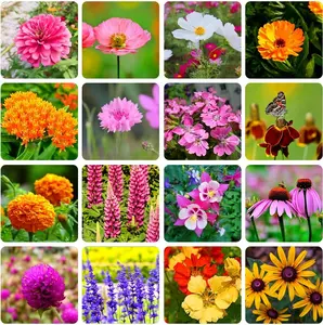High-quality monarch butterfly wildflower seed mixture, non-GMO milkweed seeds for monarch butterfly - perennial wildflowers - bulk flower seeds for pollinator gardens