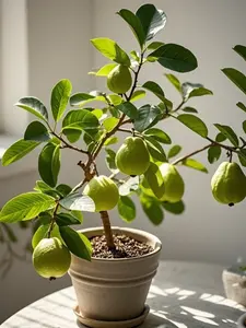 50 Pcs Guava Seeds for Planting, Tropical Fruit Tree Seeds for Backyard Gardening, Patio Containers and Home Garden Projects, Ornamental Fruit Plant Seeds for Outdoor Growing, Seeds Only Not Live Plants