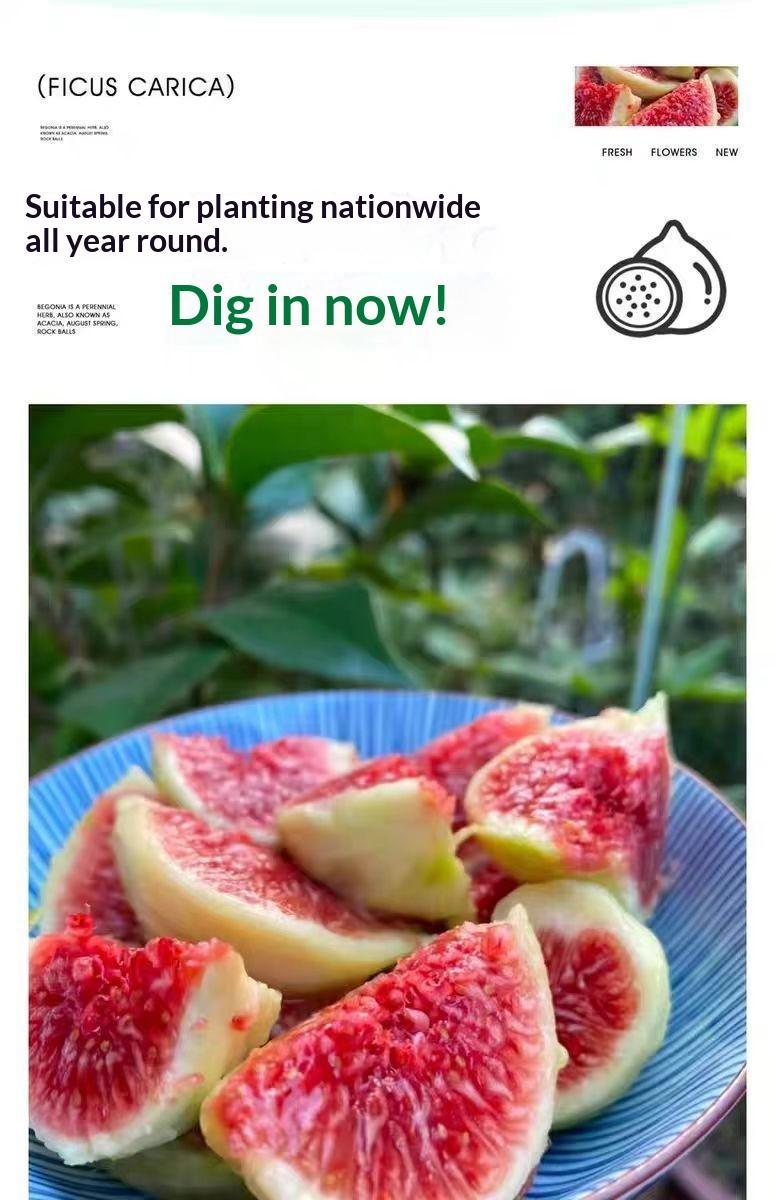 Heirloom Non-GMO Fig Tree Live Plant – Fast Growing Perennial Fruit Tree Starter for Outdoor Garden, Patio, Container & Home Orchard, Easy to Grow, Drought Tolerant, Produces Sweet Fresh Figs Heirloom Non-GMO Fig Tree Live Plant – Fast Growing Perennial Fruit Tree Starter for Outdoor Garden, Patio, Container & Home Orchard, Easy to Grow, Drought Tolerant, Produces Sweet Fresh Figs