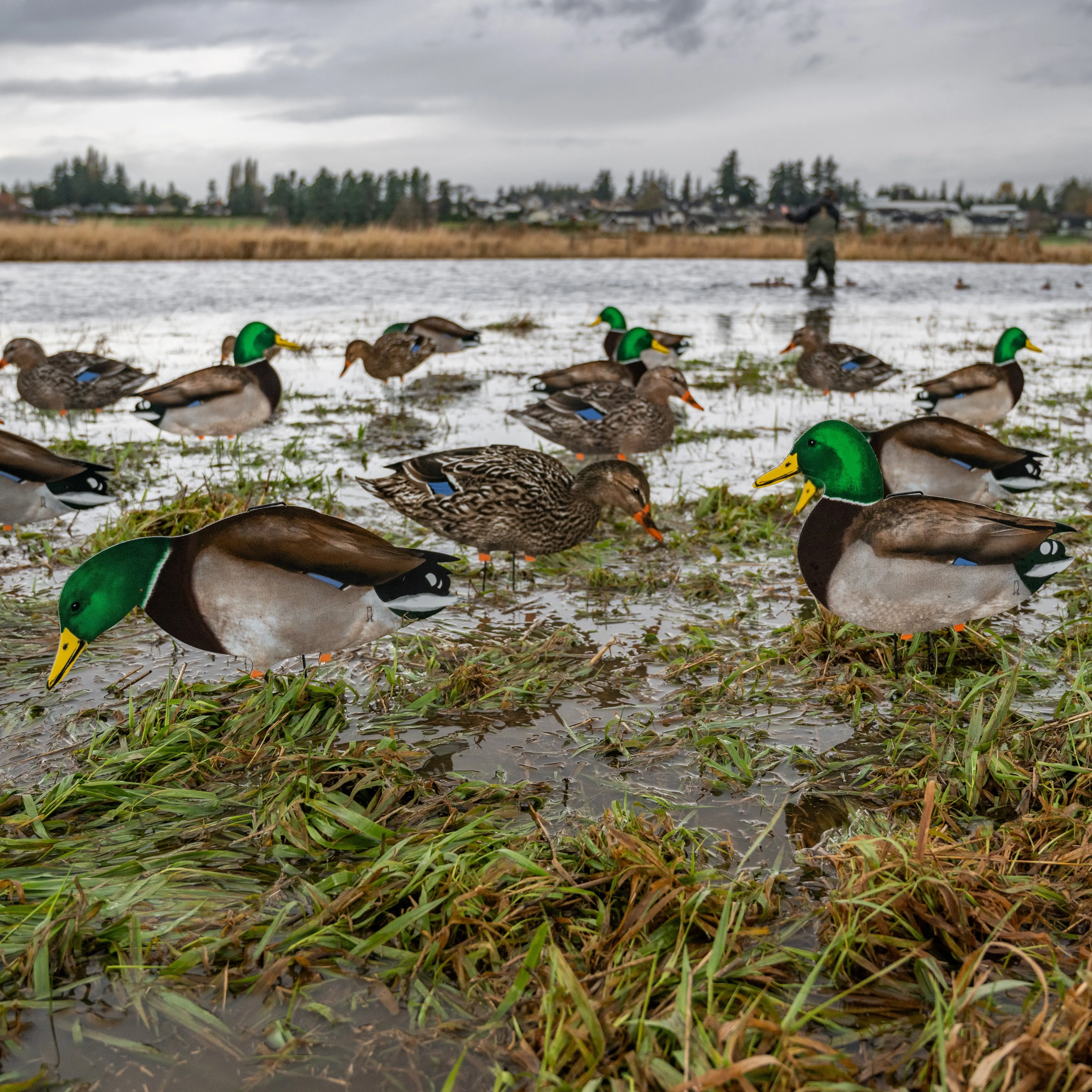 M1FF Fully Flocked Mallard Silhouettes