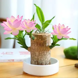 Lucky Brazilian Wood Plant with Doll & Plate Set - Unique Gift for Home Office Desk Good Luck Decor for