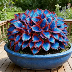 800 Perennial Mixed Color Hosta Seeds | Perfect for Outdoor Garden Planting, Easy-to-Grow and Low-Maintenance Shade-Loving Plants, Ideal for Building Lush Landscaping, Garden Borders, and Decorative Green Spaces