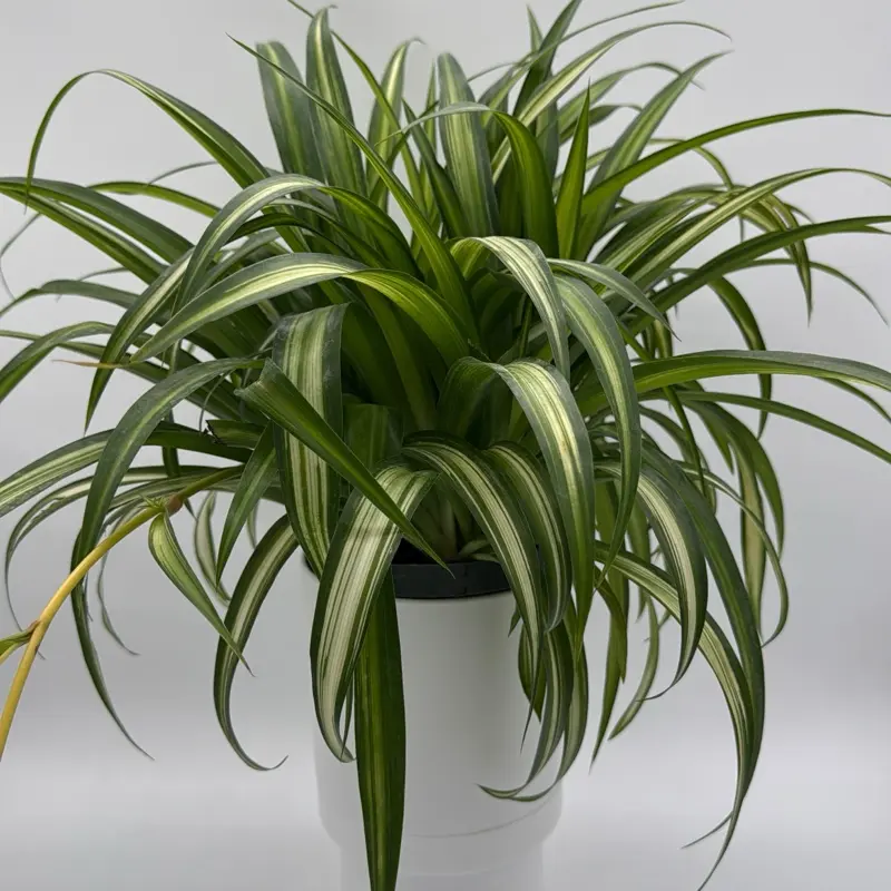braid money tree Pachira "Braid" Money Tree