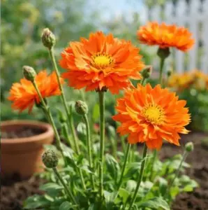 200PCS Cornflower Seeds – Vibrant Annuals for Pollinator Gardens Grow bright, easy-to-care-for cornflowers that attract bees and butterflies. Perfect for garden beds, borders, and low-maintenance pollinator-friendly spaces.