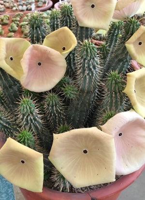 Kalahari Cactus 'Hoodia gordonii'