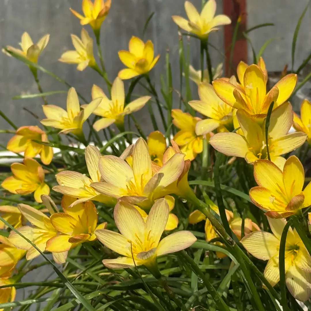 King Rain Lily Flower Bulbs, Hardy Perennial Rain Lilies, Vibrant Blooms Pop Up After Rainfall, Perfect for Yard Landscape & Container Planting
