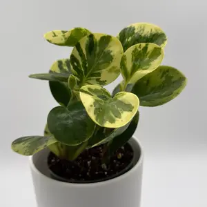 Peperomia Obtusifolia 'Pepperface' 4" pot  - Elegant Houseplant in Pot, Easy to Care for, Bright Indirect Light, Perfect for Home Decor