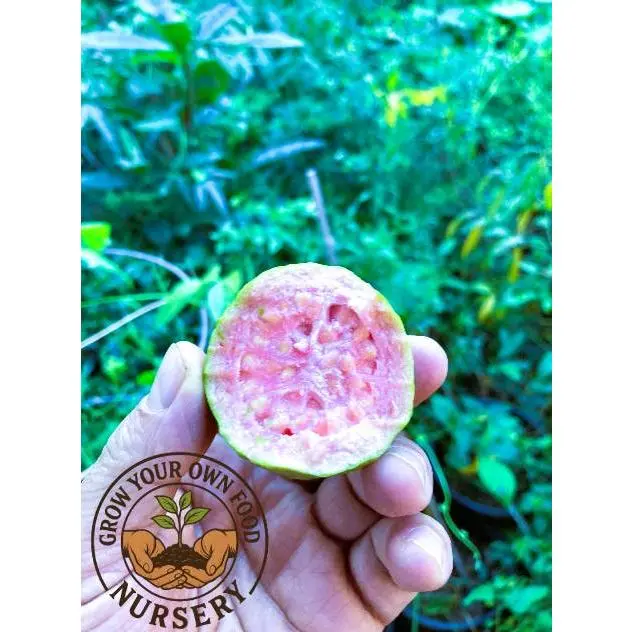 Pink Guava 1-2 Feet Tall Live Plant