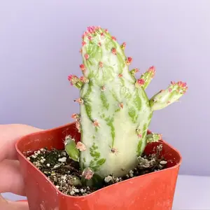 2” Opuntia Maverick Variegata Cactus Succulent Plant