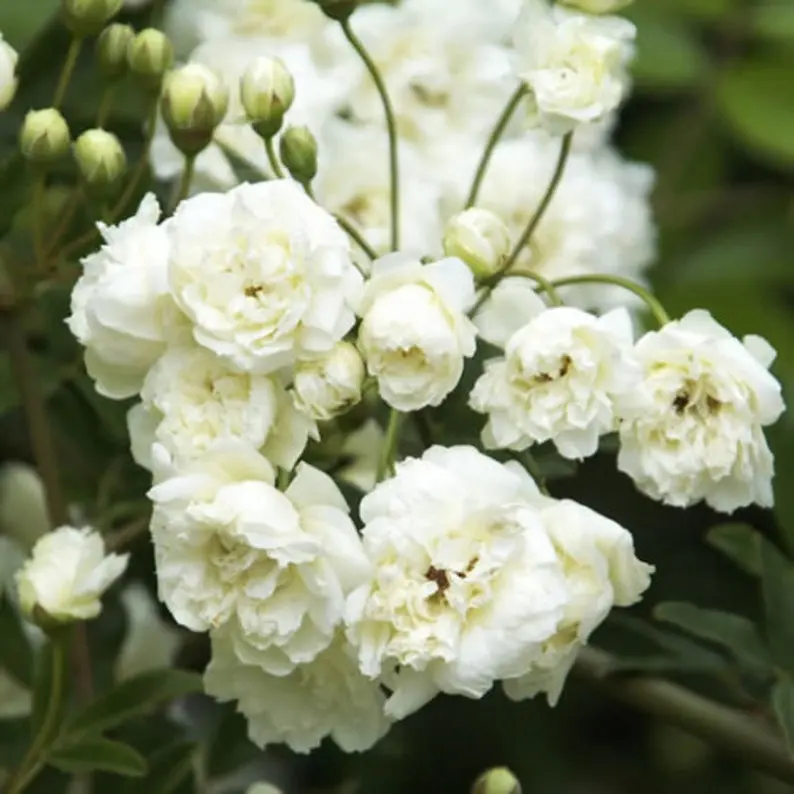 White Lady Banks Climbing Rose - 3 to 4 Feet Tall - Ship in 3Gal pot