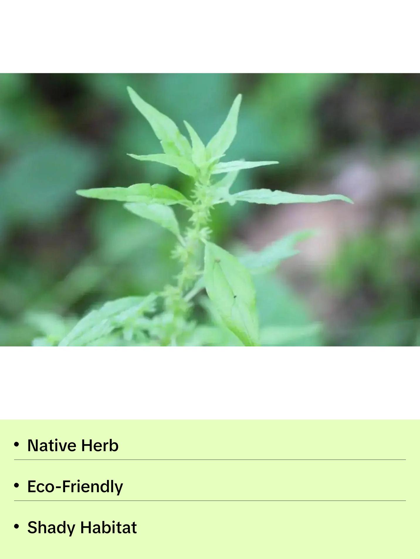 Pennsylvania Pellitory Native Shade Wildflower Woodland Seeds 4 Pack x 100 Seeds Parietaria pensylvanica Hardy