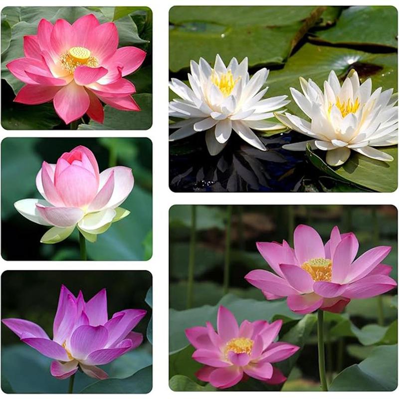 【Buy 20 get 10 Free】30 lotus seeds Potted lotus seeds, water lilies, open pond aquatic plant species, non-GMO home garden plant seeds, mixed colors
