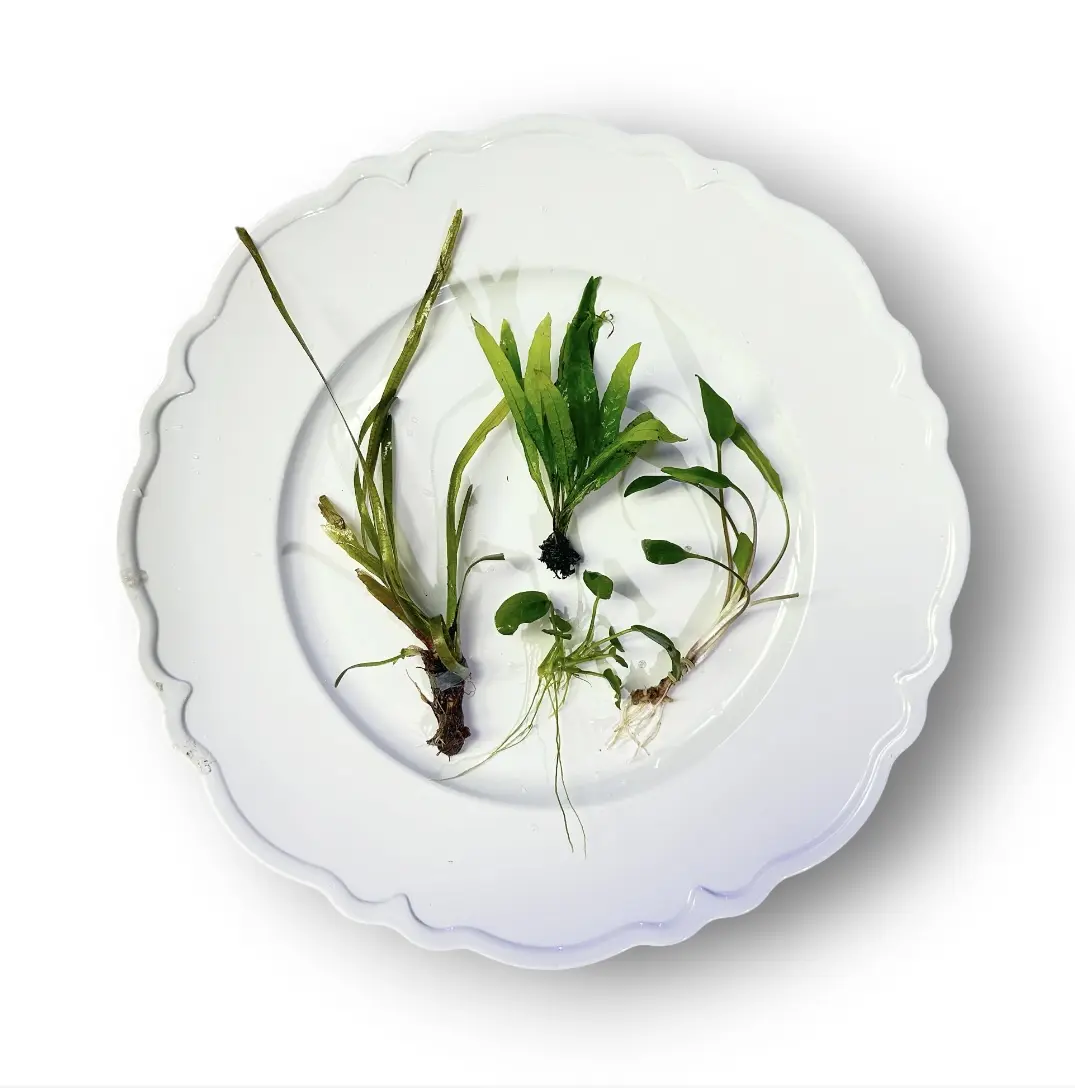 Tofu's Tanks Betta Aquarium Plant Bundle, Italian Val, Java Fern, Crypt, and Anubias, Easy Beginner Live Fish Tank Decor