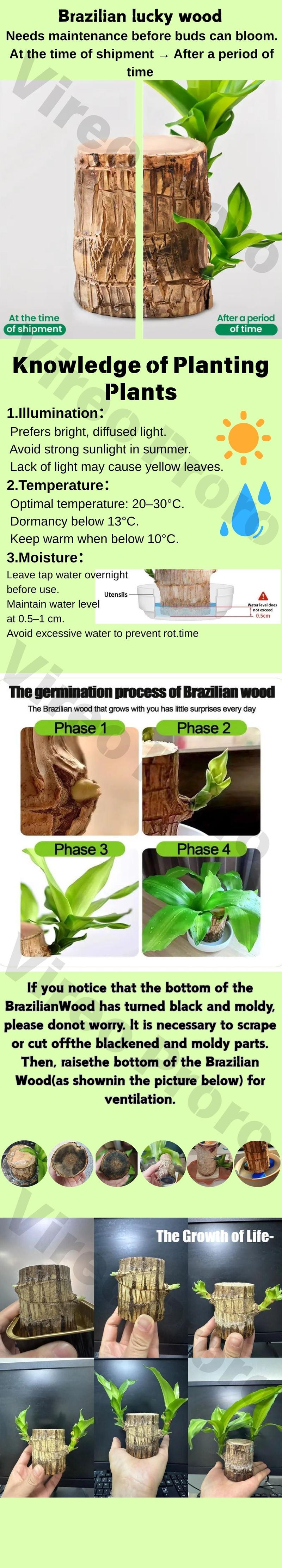 2026 new Brazilian lucky tree, brings you good luck and increases wealth, mysterious doll with base, easy to plant indoors Brazilian lucky wood decorative ornaments wooden