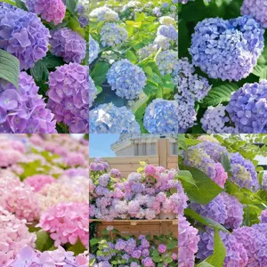 200 Mixed Color Hydrangea Seeds for Planting, Decorative Flower Garden Seeds for Outdoor Beds and Containers, Hydrangea Flower Seeds Only, Not Live Plants