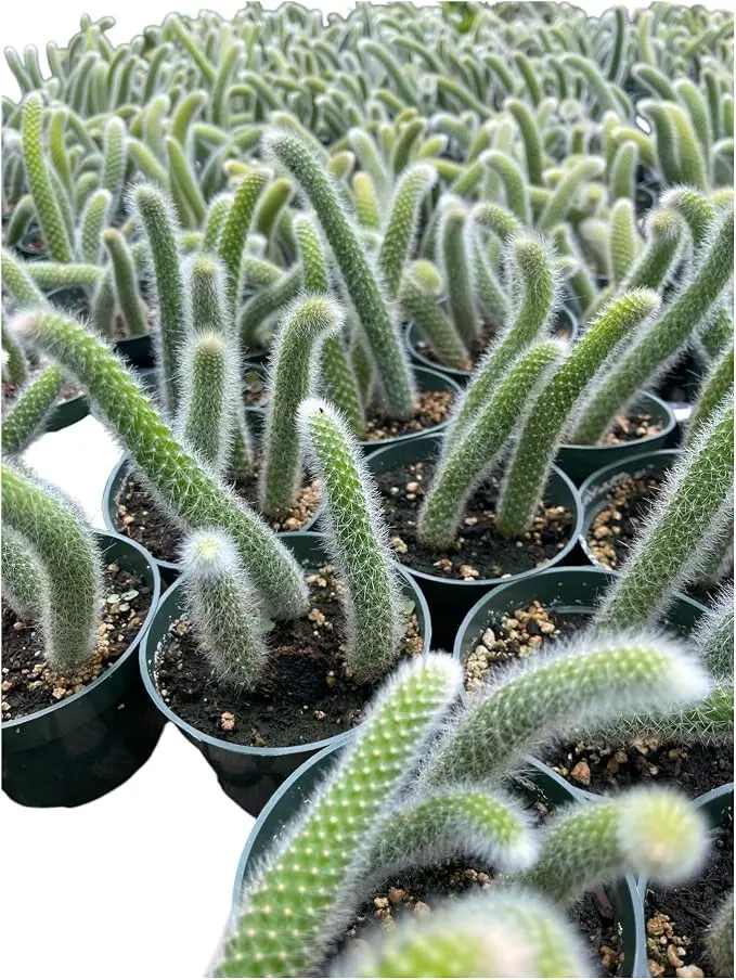 Monkey Tail Cactus (Hildewintera colademononis) 4Inch Pot
