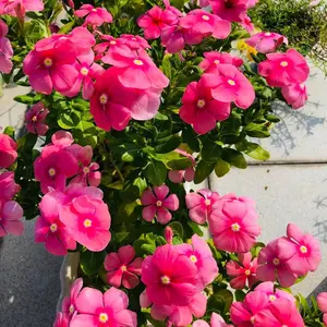 200 Periwinkle Seeds for Planting – Vinca Flower Seeds for Backyard Flower Beds, Patio Containers, Balcony Planters and Outdoor Garden Landscaping – Seeds Only, Not Live Plants