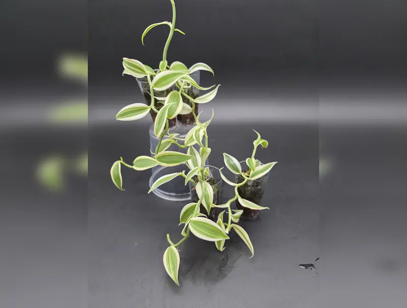 Vanilla Orchids  Climbing Vanilla Vine Orchid