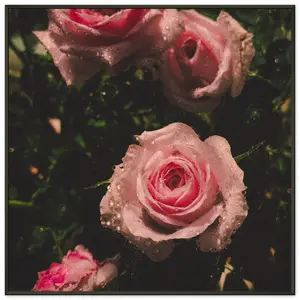 Roses in Rain. Museum-Quality Matte Paper Metal Framed Poster