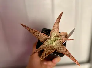 Aloe Pink Blush 3” Succulent Plants