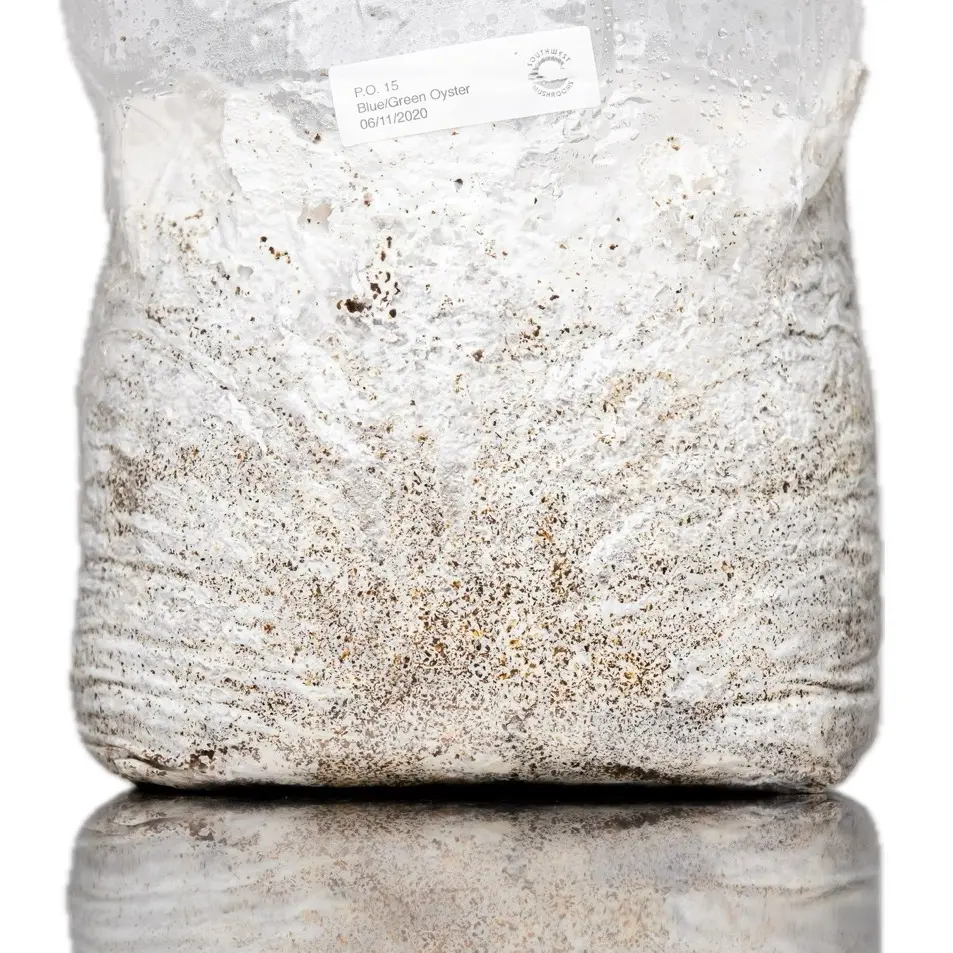 Southwest Mushrooms Blue Oyster Grow Kit Organic Mushroom Cultivation Kit with Free Replacement Guarantee