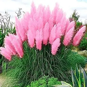 1000 Pcs Pink Pampas Grass Seeds – Decorative Tall Ornamental Grass for Garden Borders and Backyard Landscaping, Seeds Only