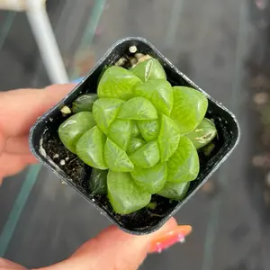 2” Haworthia cymbiformis ‘Obtusa’ – Glassy Green Succulent | Rare Window Plant