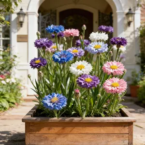 200 Mixed Cornflower Seeds – Non-GMO, Ideal for Home Gardens, Easy to Grow, Vibrant Colors for Garden Beds & Cut Flowers, Outdoor Planting
