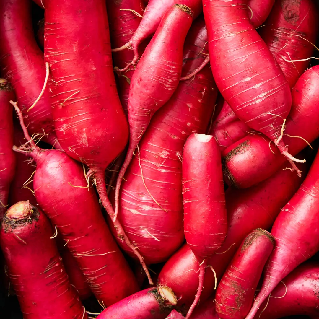 Red Daikon Radish Seeds Organic Heirloom (Raphanus sativus) – 50+ seeds, Spicy, Nutritious Root Vegetable