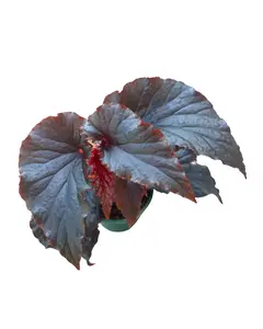 4" Begonia Black Magic – Live Plant